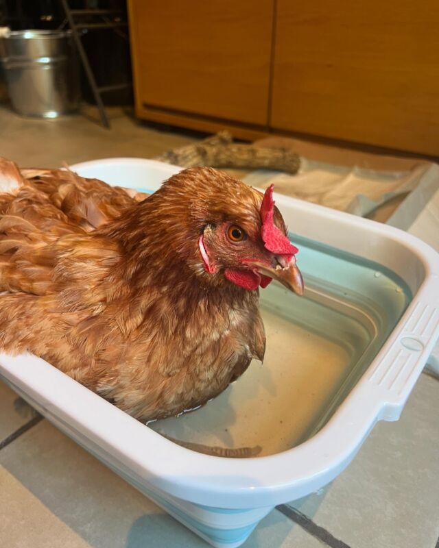 初めてお風呂に入りました♪

足を悪くして歩けない、立ち上がれない雌鶏のクロッポ。
もう長いこと家飼いです。
砂浴びもできないし、排泄は座ったままなので汚れがち。

そんなクロッポを妻がお風呂に入れてあげていました。

気持ちよさそう♪
これからは定期的にお風呂に入れてあげます。

#ニワトリのいる暮らし #田舎暮らし #八ヶ岳南麓 #北杜市