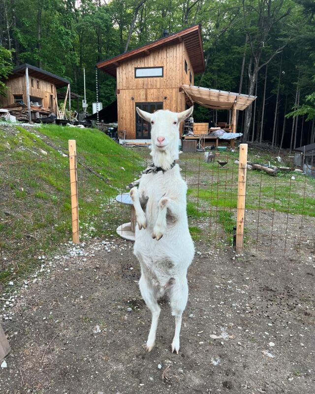 遊んで〜♪

#ヤギのいる生活 #田舎暮らし