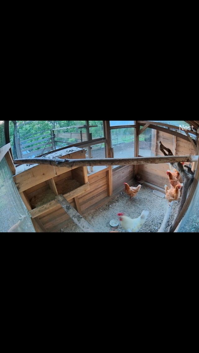 今朝、早朝からいつも以上にニワトリの鳴き声がうるさいなぁと思ったら、ニワトリ小屋の周りにキツネが来てました。

カメラにバッチリ映ってた。
(小屋の外見てみてください。)

近所でニワトリが被害にあったこともあり、たぶん犯人こいつです。

キツネは怖いなぁ。。

雄鶏のキチがけたたましく鳴いてくれるので、すぐに気付けるから頼もしい。

小屋には入られないけど、日中外に出しているとき(ネットで囲ってはいるけど)が心配になります。

対策を強化しないと。

#田舎暮らし #北杜市 #ニワトリのいる暮らし #キツネ