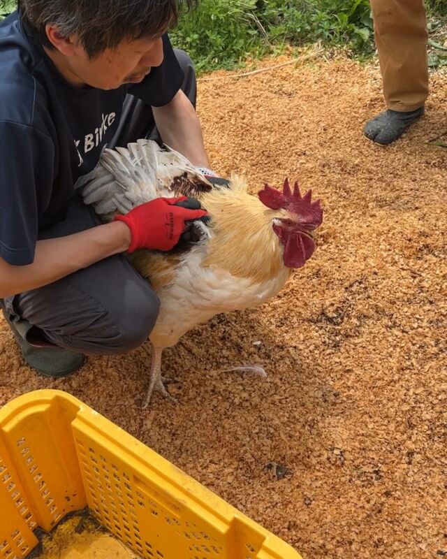 今日は家族で、いつもお世話になっている養鶏所のたおファームさん(@taofarm1618 )主催の、
鶏の屠殺・解体・料理・食事をさせていただく体験会に参加させていただきました。

我が家で飼っている鶏達は、たおファームさんから譲っていただいた雛を育てた鶏。
飼い始める時、いつかは屠殺して、お肉をいただくことを覚悟して飼い始めました。

ヴィーガンではないので、鶏肉も日常的に食べているわけです。
それなのに、自分が買う鶏の肉は食べないというのは嘘だな、と思うので、飼うからには食べるのは当然、と思っています。

でも、鶏を飼い始めると可愛くて、名前までつけちゃって、本当に屠殺できるのかな？と疑問を持ち、抵抗が生まれてきていたので、ちょうど良い機会だと思いました。

そもそも、自給率を少しずつでもあげていく生活をしたい、というのが今のこの生活をしている背景なのですが、
そういうことを考えるということは、命を日々いただいて生きていることの本質に目を向けなければいけない、ということとセットなんだと思うのです。

スーパーで売っているお肉、外食したら出てくる料理の中にあるお肉。
手っ取り早くて、美味しく味付けされて、効率的で合理的。

お金が物事を解決して、合理的である、ということに対する気持ち悪さが、やはり自分の中では色々なところで感じることとして共通しているんです。

たおファームさんのコンセプトは「食べることは、生きること。」

食べることって、本当はとても大変なことなんだと、今回の体験を通して改めて感じました。
鶏肉を使って調理した料理を食べようと思ったら、当然ですが本当はめちゃくちゃ大変なわけです。

生き物を育てる、もしくは狩る。
解体する。
調理する。
そして、食べる。

いろいろな工程をすっ飛ばして、日々食べているわけです。
本当は食べるに至る過程の苦労があって、とにかく自分で食べようとしたら、食べるためだけに生きることになる。
もともと人間はそうだったわけですもんね。

それが文明が進化して、世の中の仕組みが進化して、美味しくて日持ちする食べ物がお金で買える。
自分もその社会の中で生きているので、同じなのですが、
良くも悪くも進化しすぎて、生きる上で最も当たり前に実は目の前にある「命をいただいて食べる」ということを意識する機会がほぼありません。もっと振り返って、立ち戻って、時間をかけるべきなんじゃないかって思うんです。

今回、一番気になっていたのは、屠殺するにあたっての自分の精神状況。
ある程度想定はしていましたが、正直、冷静でした。なかなかスムーズにうまくいかなかったので、その点は課題ですが。
生きるため、食べるためなので、そういう意味では本能なのかなと思います。

最近、猟師になった仲間がいますが、大きな意味合いとしては同じことなんだろうなと思います。
命をいただく。直接、命をいただく。

食べられるって、当たり前じゃないですよね。
命に感謝です。

妻も息子も、それぞれ色々と考えさせられることがあり、家族で夕食時もいろいろ話しました。
いつか自分たちが飼っている鶏の命をいただくその時まで。改めて覚悟が決まりました。

ありがとうございました。

#田舎暮らし #自給自足的な生活 #ニワトリのいる暮らし #屠殺 #命をいただく